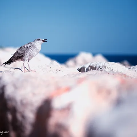 Birds 3