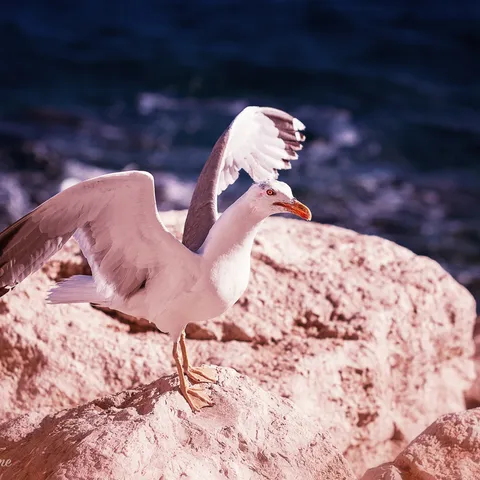 Birds 5