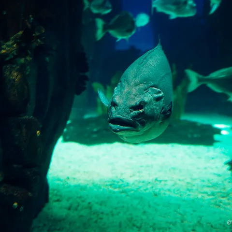 Oceanarium 1