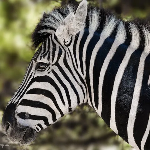 Zebra