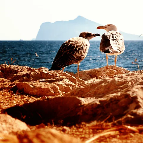 Birds