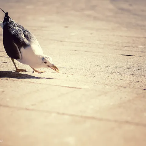 Birds 8