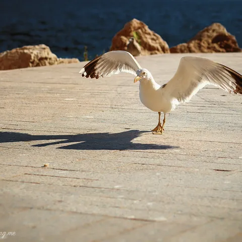 Birds 9