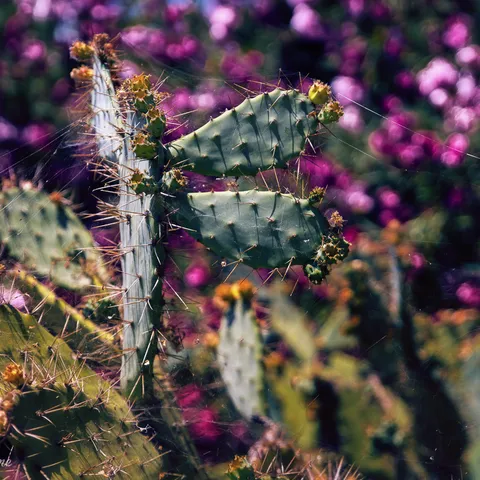 Cactus