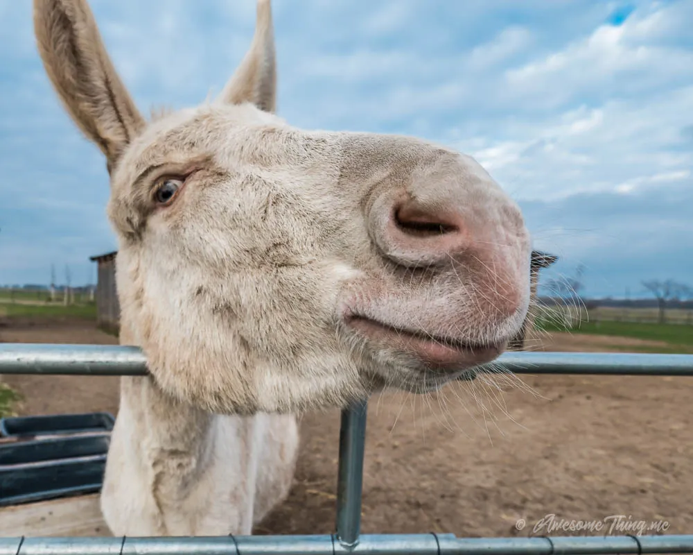 Donkey asks: wtf
