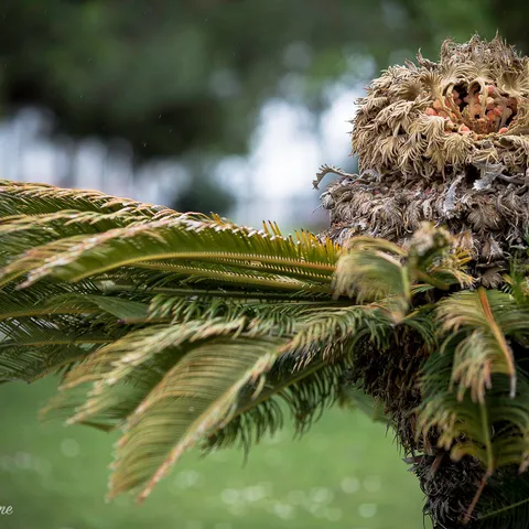 Palm Tree