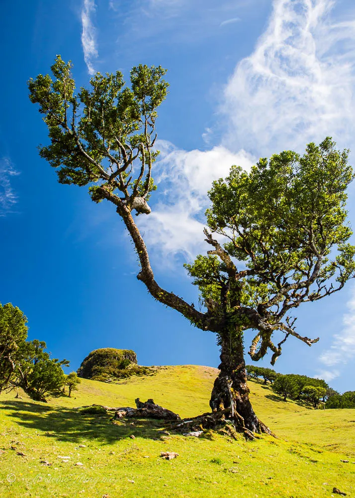Fanal и Laurissilva Forest