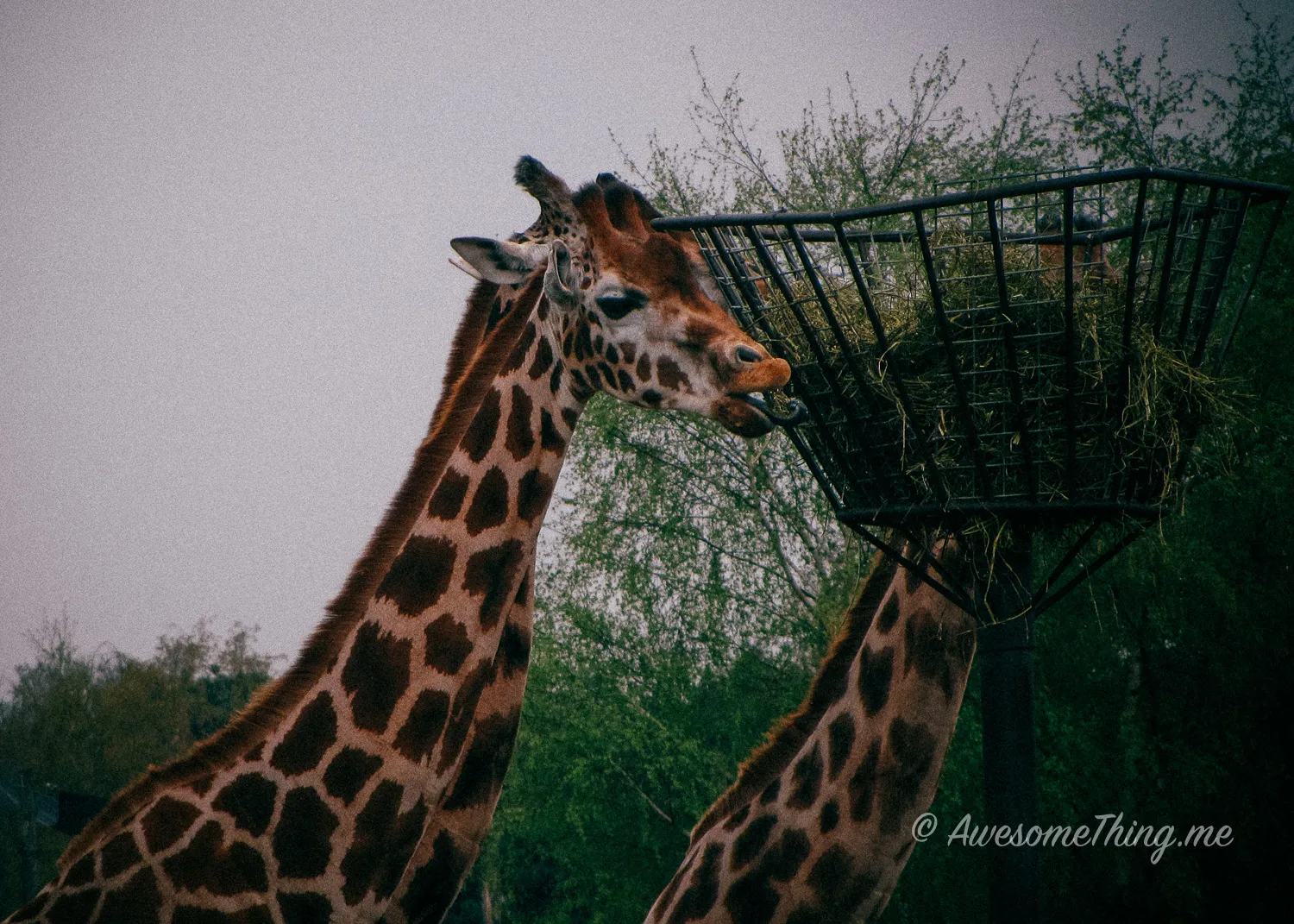 Bekse Bergen Zoo