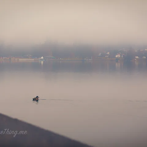Fog and Lake