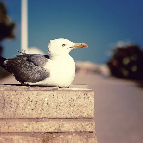 Birds 4