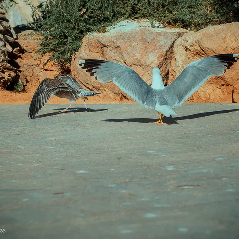 Birds 10