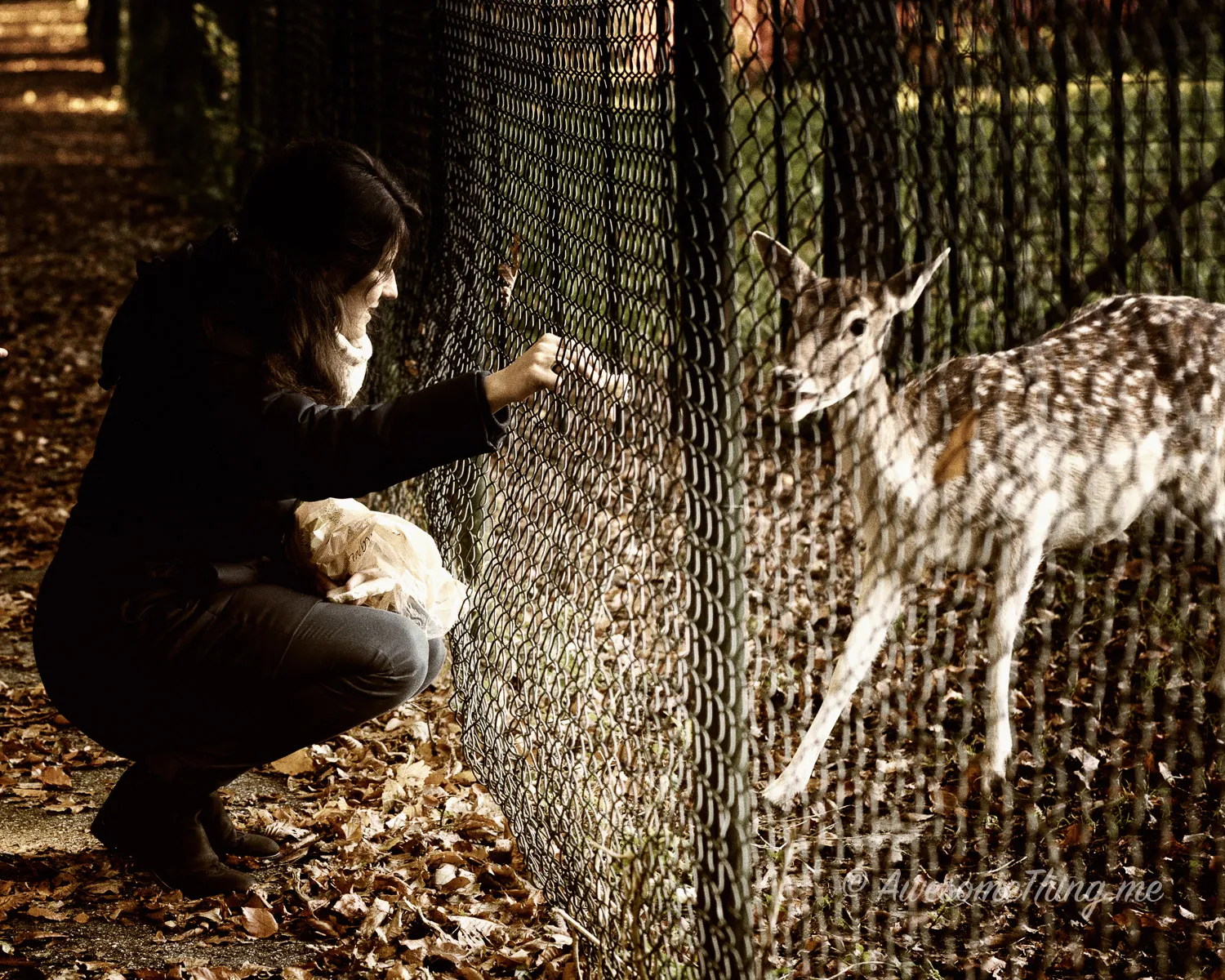 Feeding the Deer Park Holland