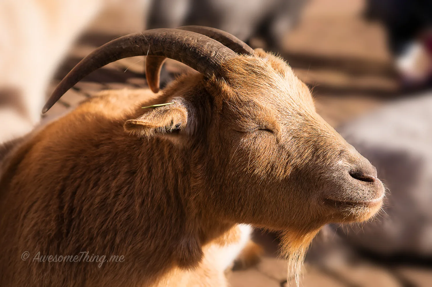Holland, local goat