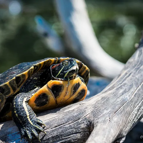 Turtle